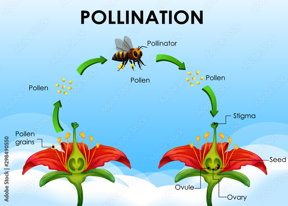 Diagram showing pollination cycle - obrazy, fototapety, plakaty 