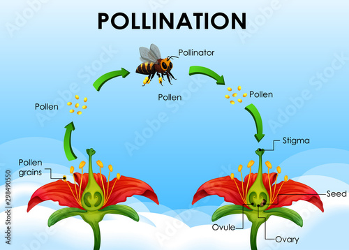 Diagram showing pollination cycle Fototapet