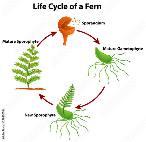 Diagram showing life cycle of fern