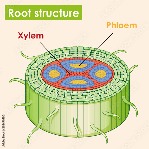 Diagram showing root structure