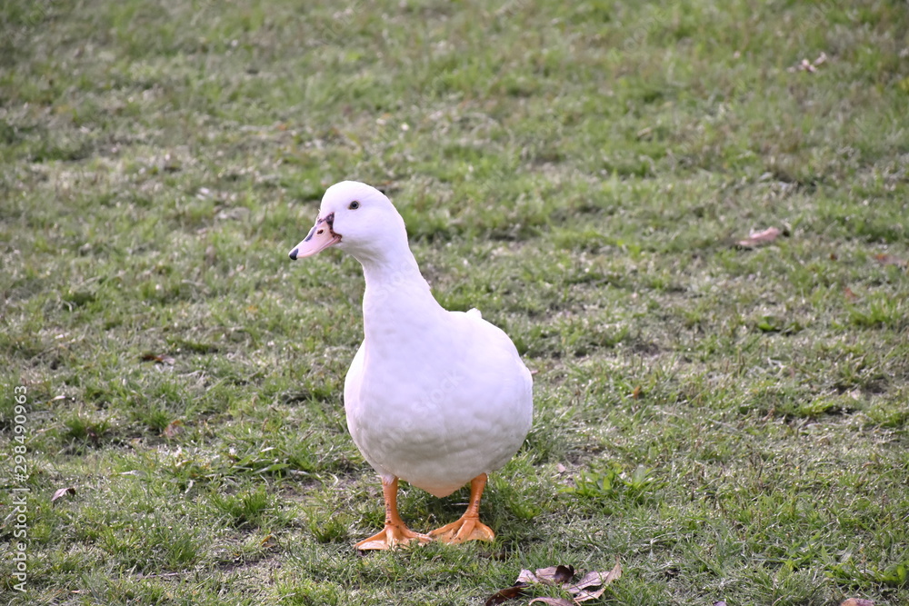 Este é o meu território! Este é o meu território!