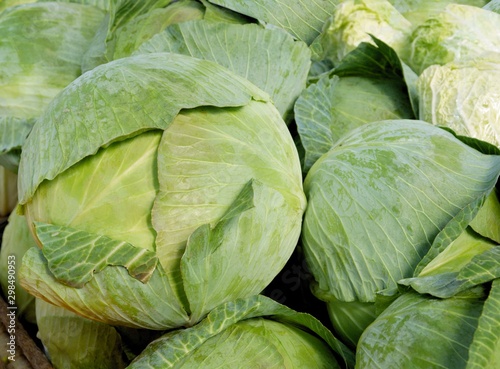 cabbages leaf vegetables close up