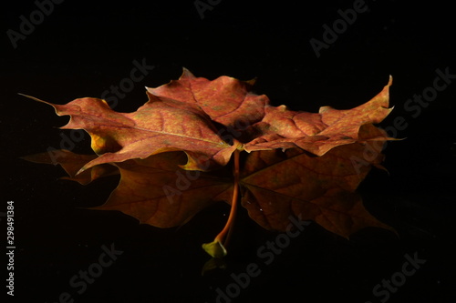 simple photos of autumn leaf in photo studio