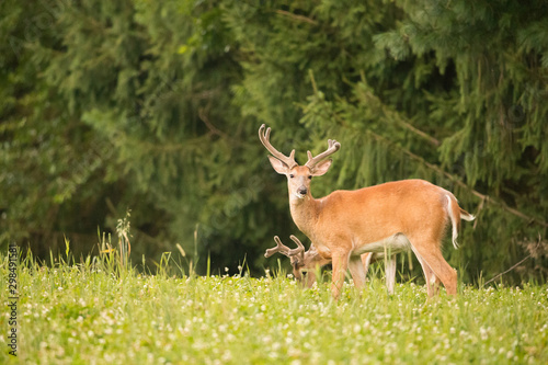 Buck in the meadow 