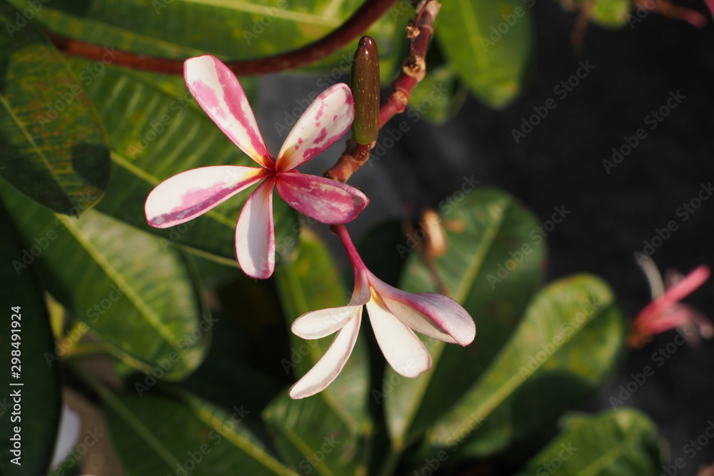 Temple tree flowers, Apocynaceae Frangipani or Plumeria Temple tree flowers, Apocynaceae Frangipani or Plumeria