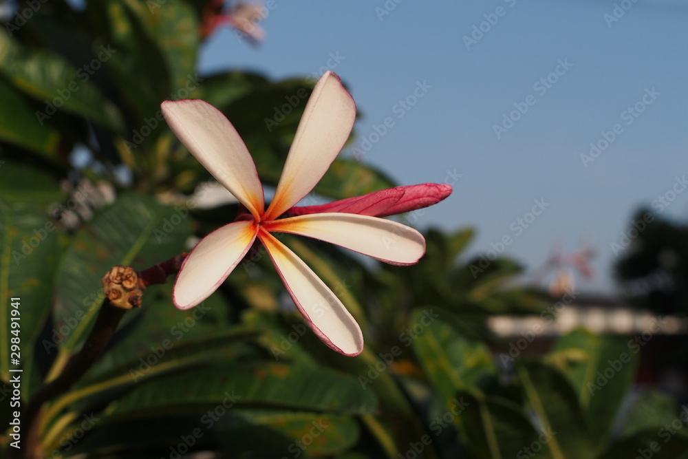 Fototapeta premium Temple tree flowers, Apocynaceae Frangipani or Plumeria 