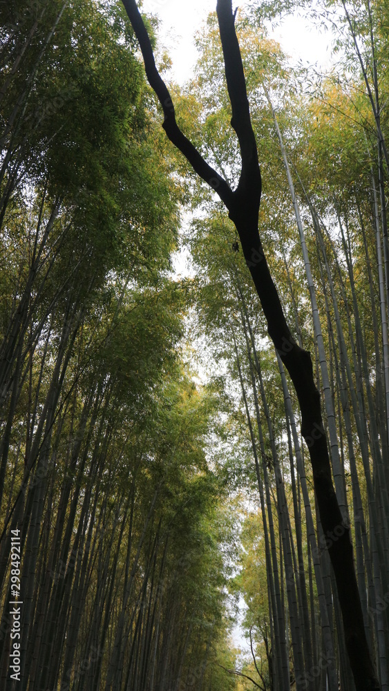 Obraz premium Arashiyama Kyoto, Bamboo forest, Japan garden, Kyoto tour