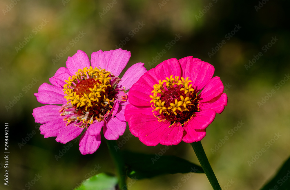 Obraz premium Zinnia