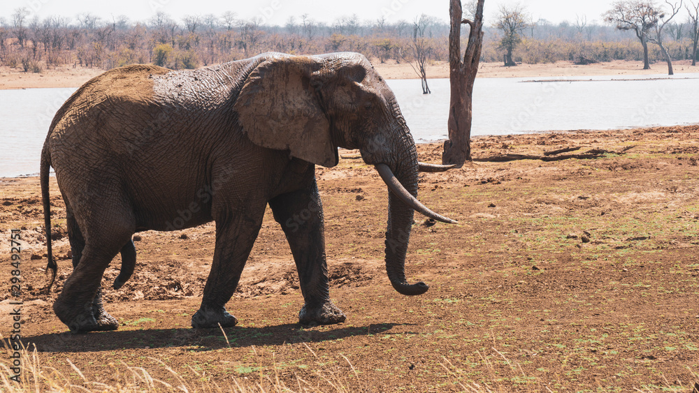 Fototapeta premium elephant in the kruger national park