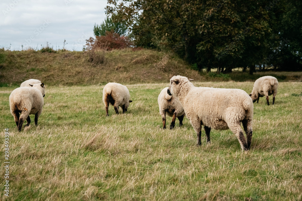 Flock of sheep grazing on green hills Flock of sheep grazing on green hills