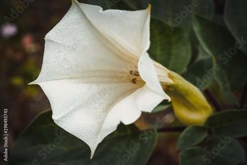 Datura innoxia is a species in the family Solanaceae photo
