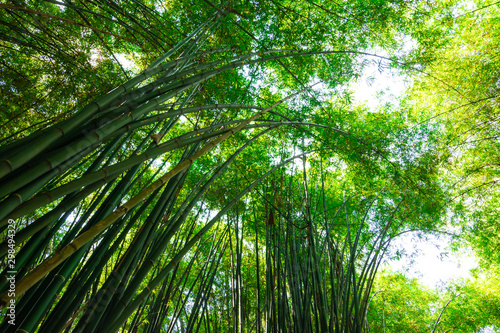 bamboo forest  beautiful green natural background at thailand