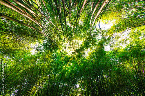 bamboo forest  beautiful green natural background at thailand