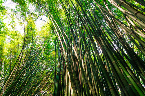 Fototapeta Naklejka Na Ścianę i Meble -  bamboo forest, beautiful green natural background at thailand