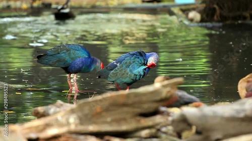 Purple Swamphen Bird in Pond