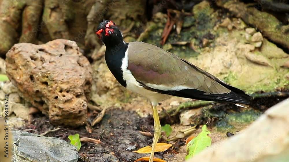 Red-wattled Lapwing with Zoom Out Technique Red-wattled Lapwing with Zoom Out Technique