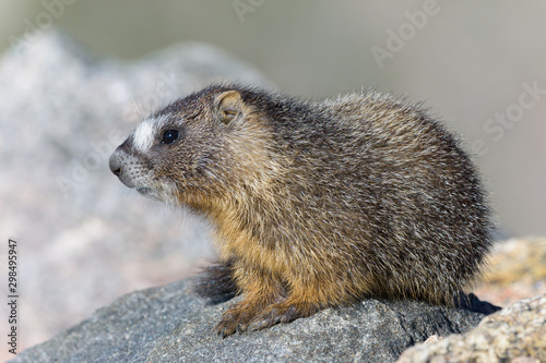 Marmot Resting on Rock at the Top of Mount Evans, Colorado