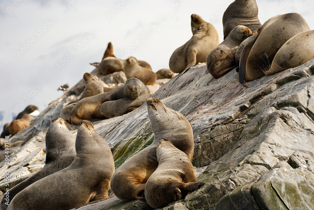 Fototapeta premium Sea lions on a rock in patagonia