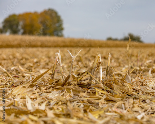Cornfield after corn harvest with cornstalk stubble, trash and debris laying in field with standing mature corn in background Fototapeta
