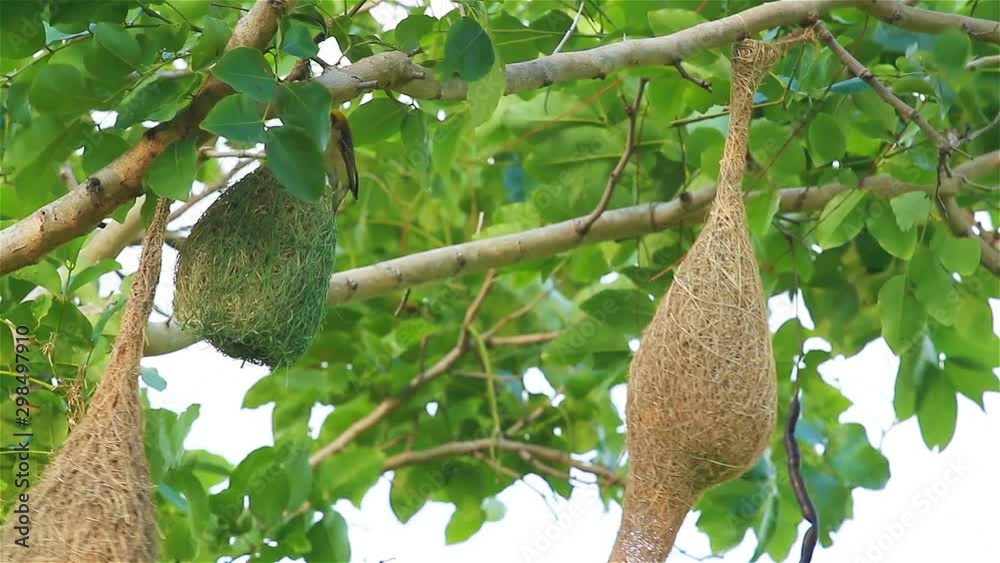 Birds and Beautiful Nest on tree Birds and Beautiful Nest on tree