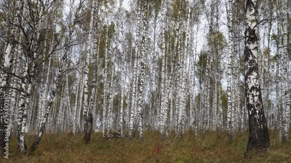 Birch Grove in Autumn. Colorful Yellow Leaf-Bearing Deciduous Fall Forest
