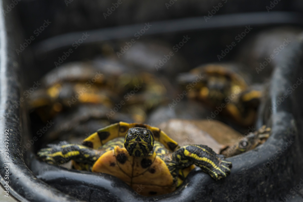 Pond of turtles in a Black Market waiting to be sold. Turtle meat. Illegal trading in Asia Pond of turtles in a Black Market waiting to be sold. Turtle meat. Illegal trading in Asia