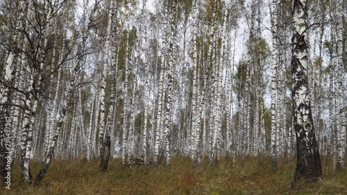 Wallpaper Mural Birch Grove in Autumn. Colorful Yellow Leaf-Bearing Deciduous Fall Forest Torontodigital.ca