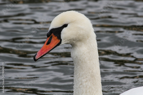 Swan auf dem Fluss