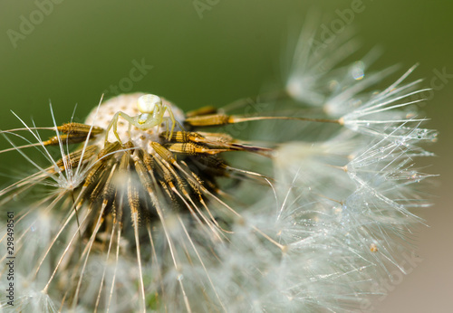 spider on a dandelion