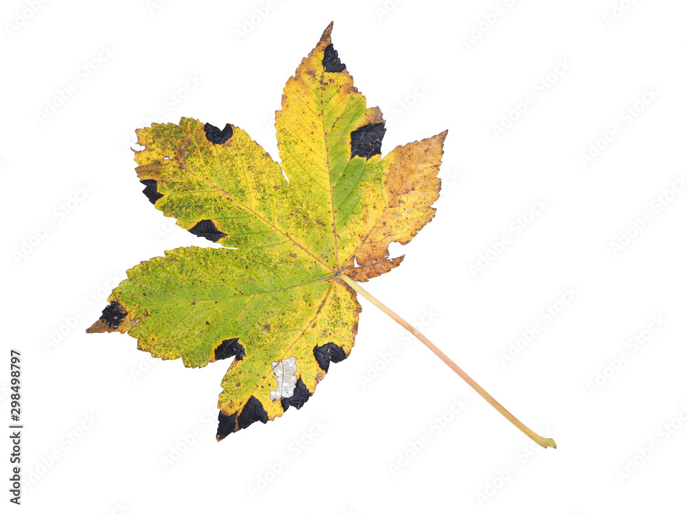 Maple Tree, Sycamore Tree (Acer pseudoplatanus), fungal disease called