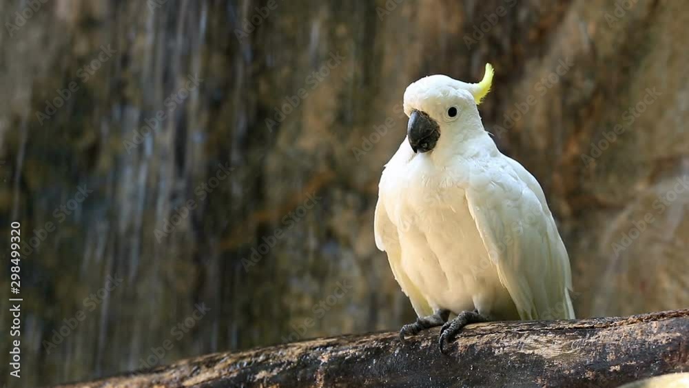 Yellow Crested Cockatoo on Wood in front of Waterfall Yellow Crested Cockatoo on Wood in front of Waterfall