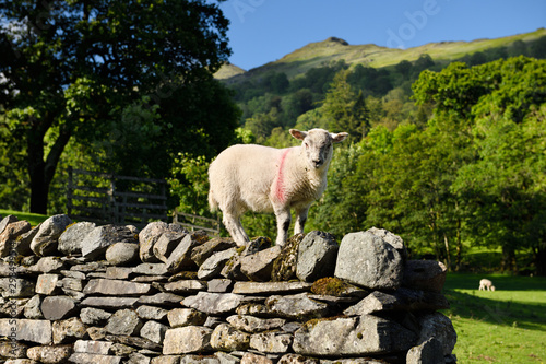 Adventurous lamb on top of a Drystone wall at Rydal Ambleside Cumbria in the Lake District National Park England photo