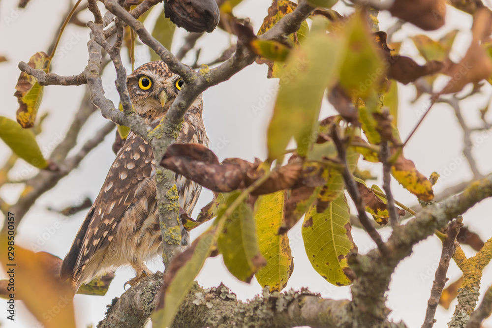 Little Owl (Athene noctua) perched on a branch in Pontevedra, Galicia, Spain. Little Owl (Athene noctua) perched on a branch in Pontevedra, Galicia, Spain.