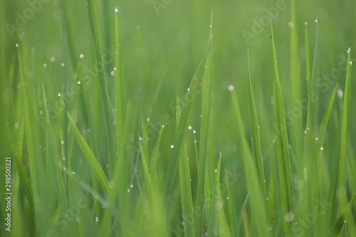 grass with water drops or natural water drop