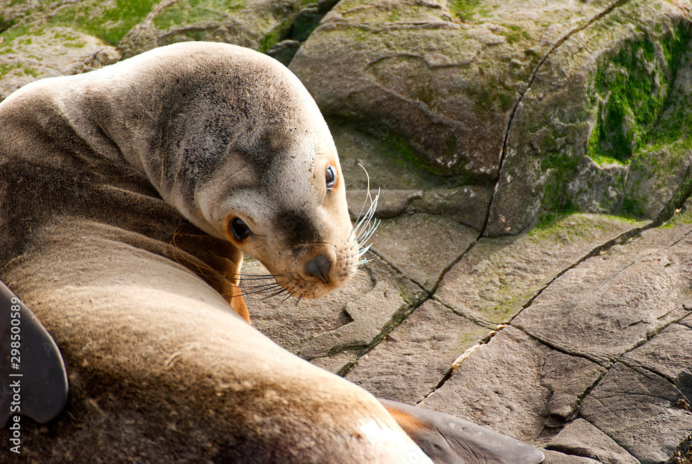 Obraz premium Sea lions on a rock in patagonia