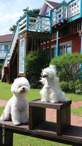 Maltese, bichonfrise, white dog, cute puppy on bench photo