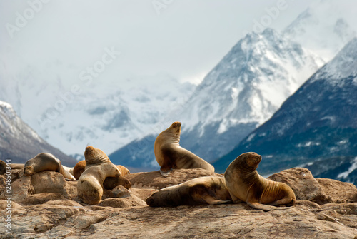 Sea lions on a rock in patagonia