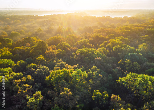 Fog covering autumn forest with trees already turning color. © ungvar