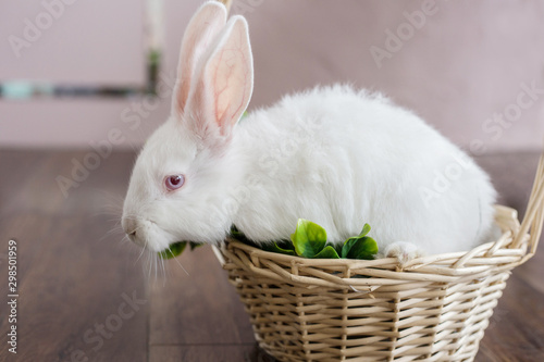 White hare is sitting in a basket of wicker. Easter concept. Easter bunny. Easter basket