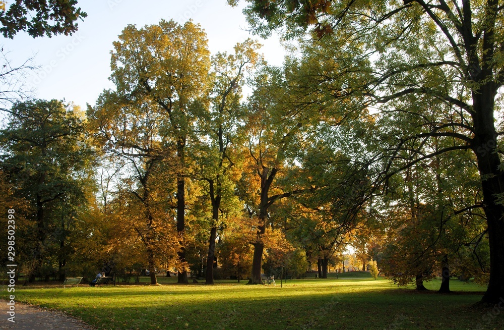 multicolor foliage of deciduous trees in park at autumn multicolor foliage of deciduous trees in park at autumn