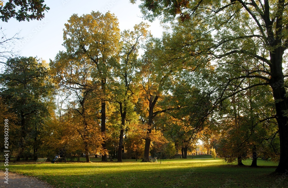 multicolor foliage of deciduous trees in park at autumn