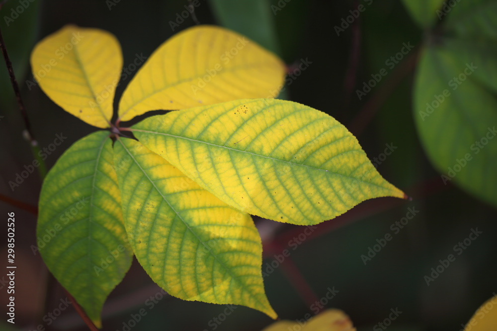 Herbstlaub Herbstlaub
