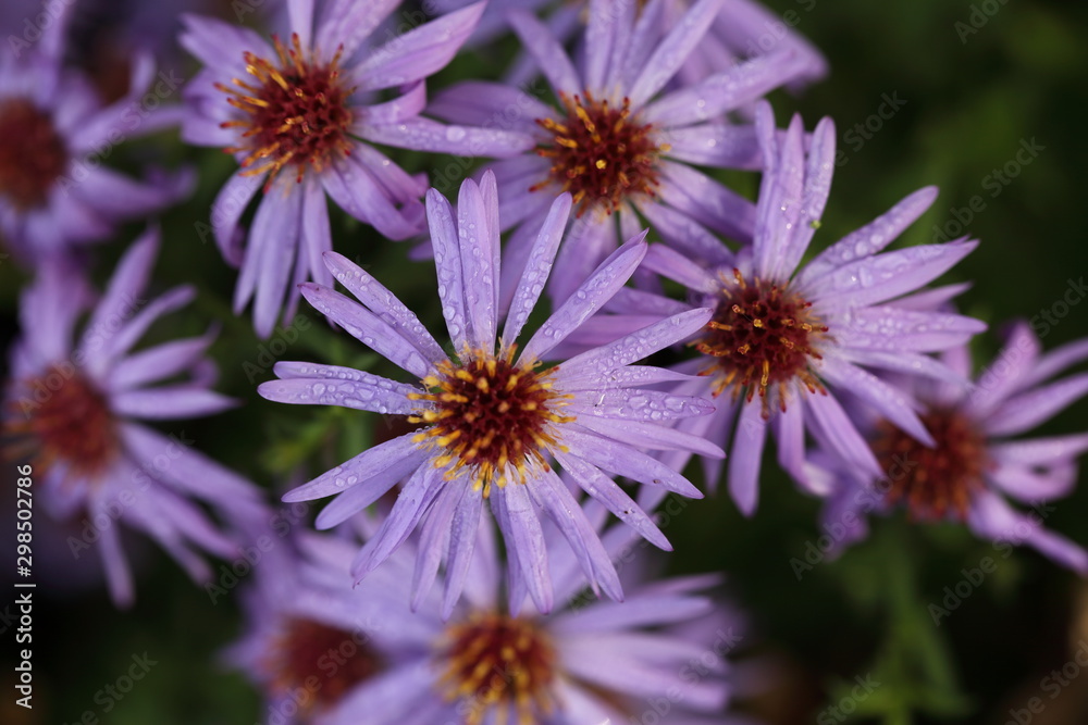 Obraz premium Aster