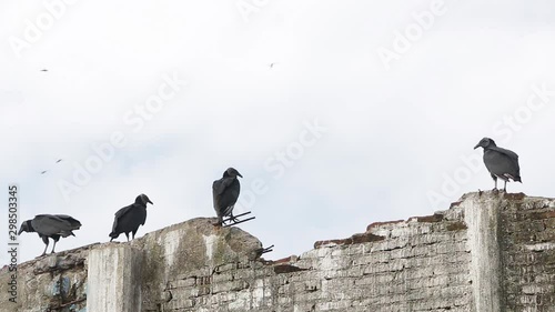 Black vultures socializing and migrating dragonflies