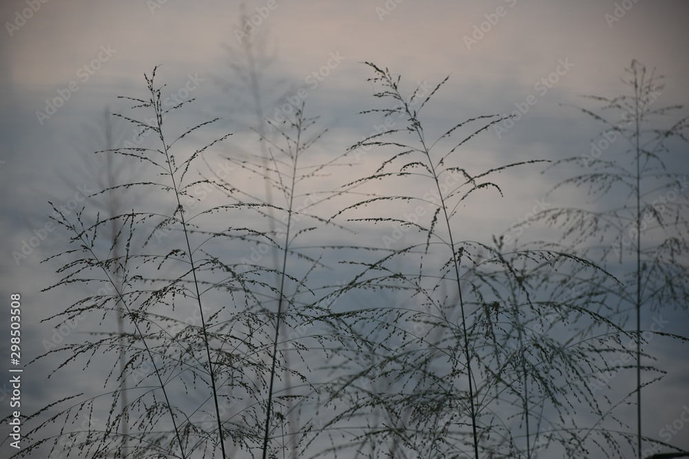 Obraz premium trees in fog