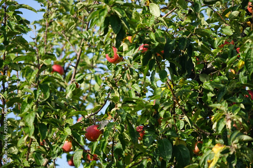 Flächige Ausschnittsaufnahmen eines Apfelbaums im Sonnenlicht mit roten Früchten
