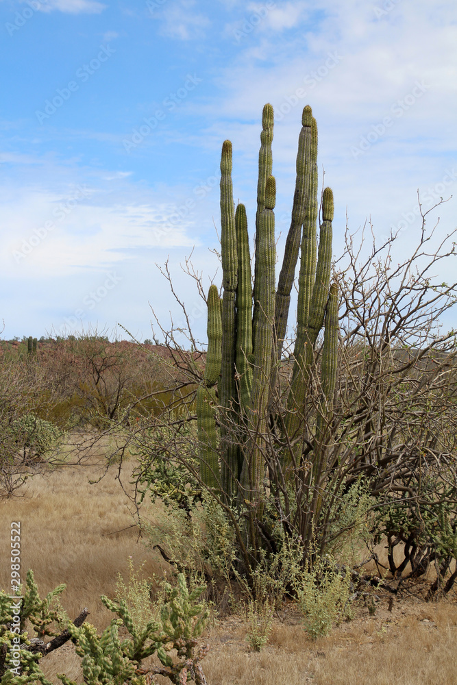 Kandelaberkaktus-Baja California