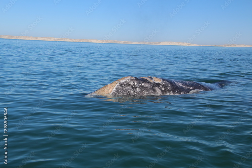 Naklejka premium Grauwal-Baja California