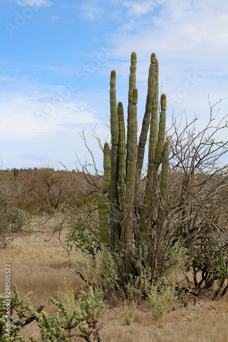 Kandelaberkaktus-Baja California © bummi100