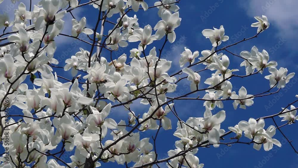 flowers of white magnolia, white magnolia, white Magnolia flowers on tree branch, Magnolia tree blossom flowers of white magnolia, white magnolia, white Magnolia flowers on tree branch, Magnolia tree blossom